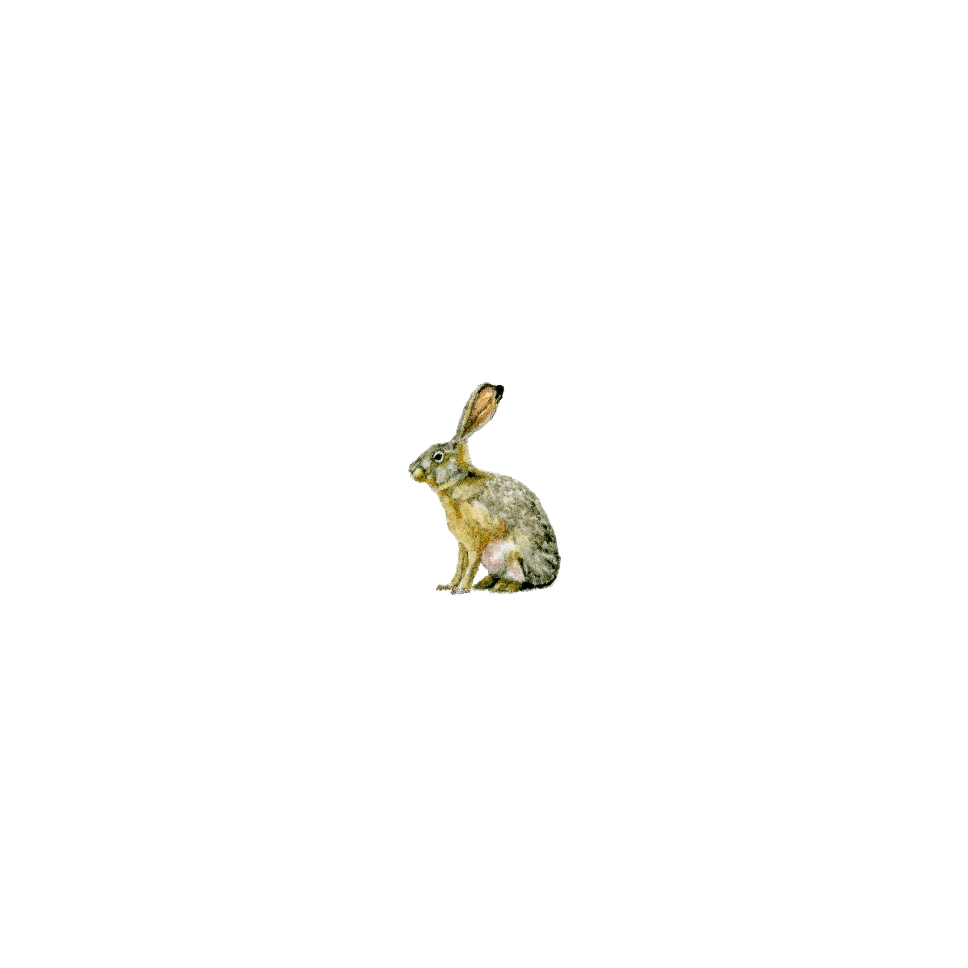 Nice Hare