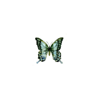 Butterflies ...and other Little Buggers