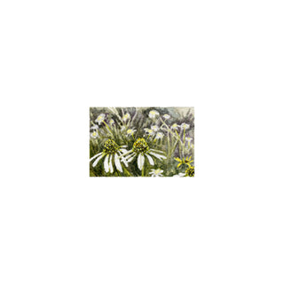 Daisies