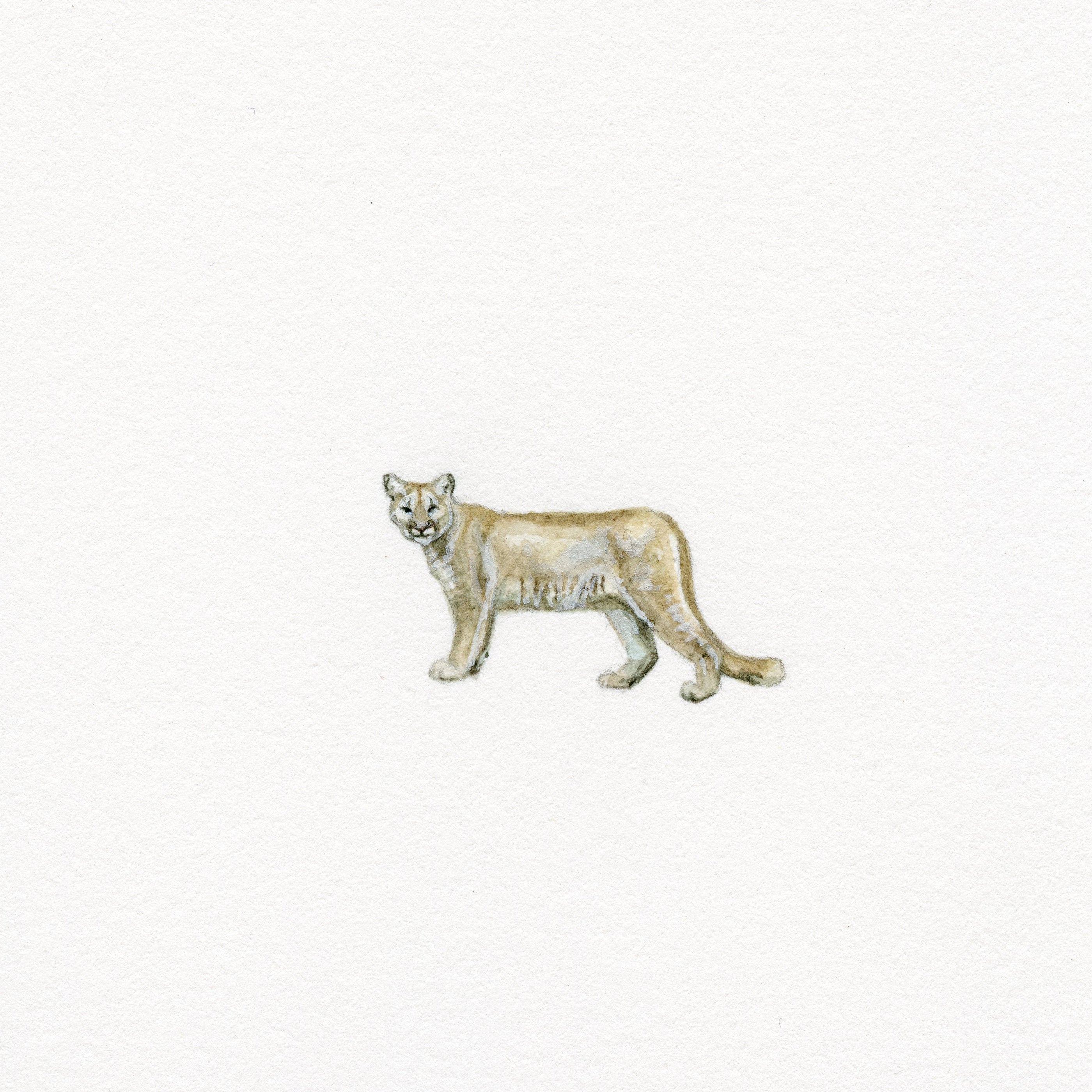 Mountain Cat