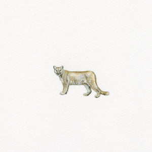 Mountain Cat