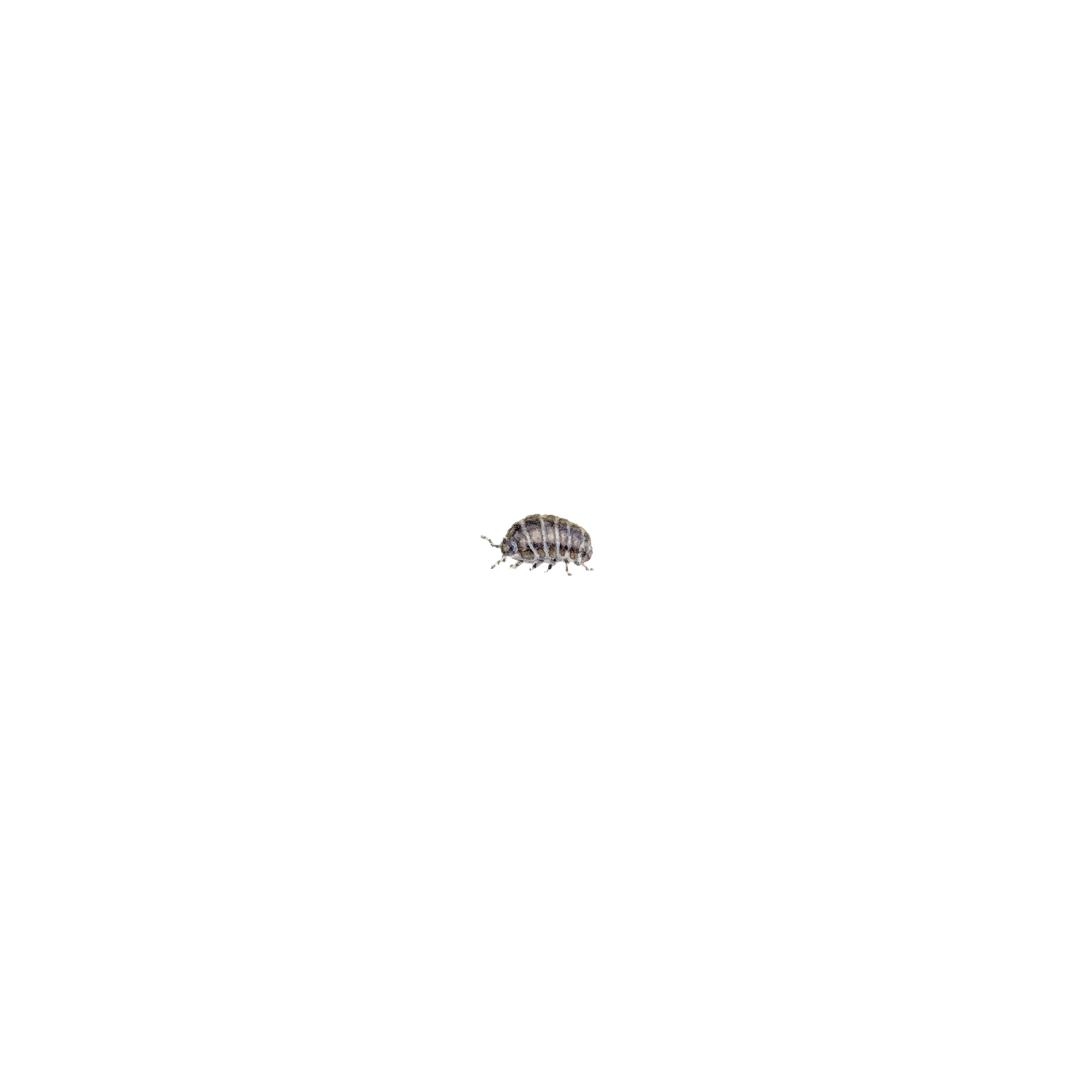 Mr. Armadilladium