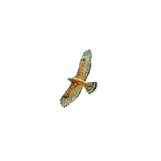 Nome's Bird