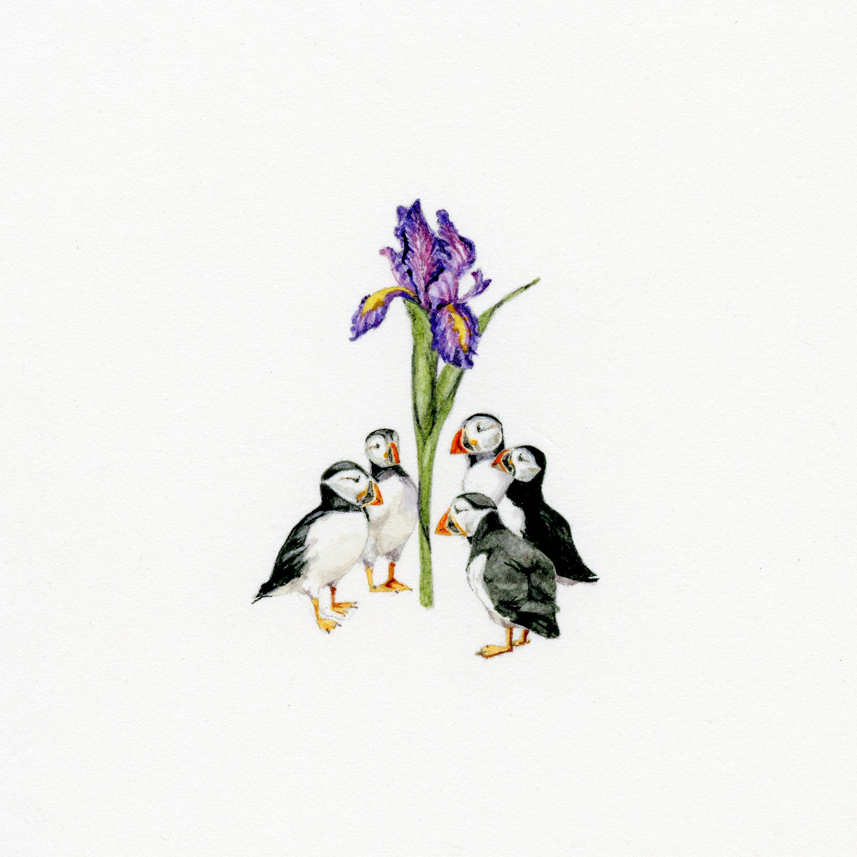 Puffin Coven