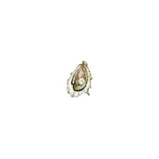 "Jessica's Pearl" Oyster Reproduction