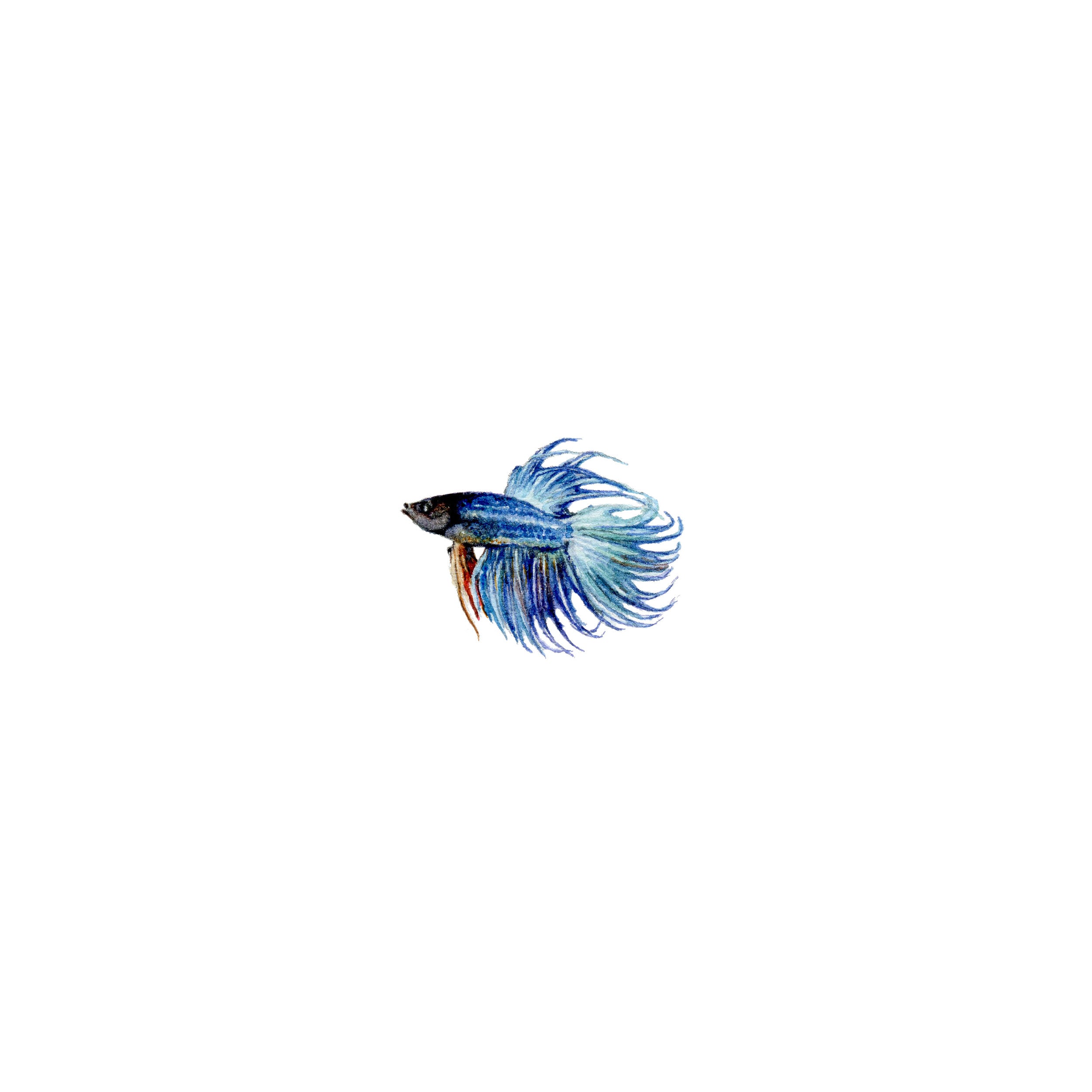 Kituruki