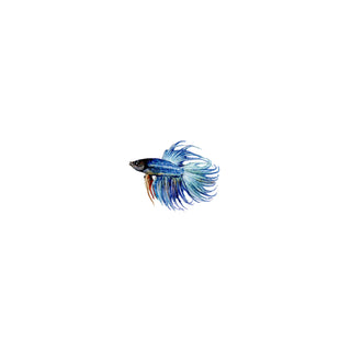 Kituruki