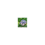 Load image into Gallery viewer, Let&#39;s Dance Starlight
