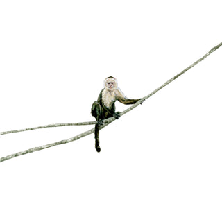 Monkey See,  Monkey Do