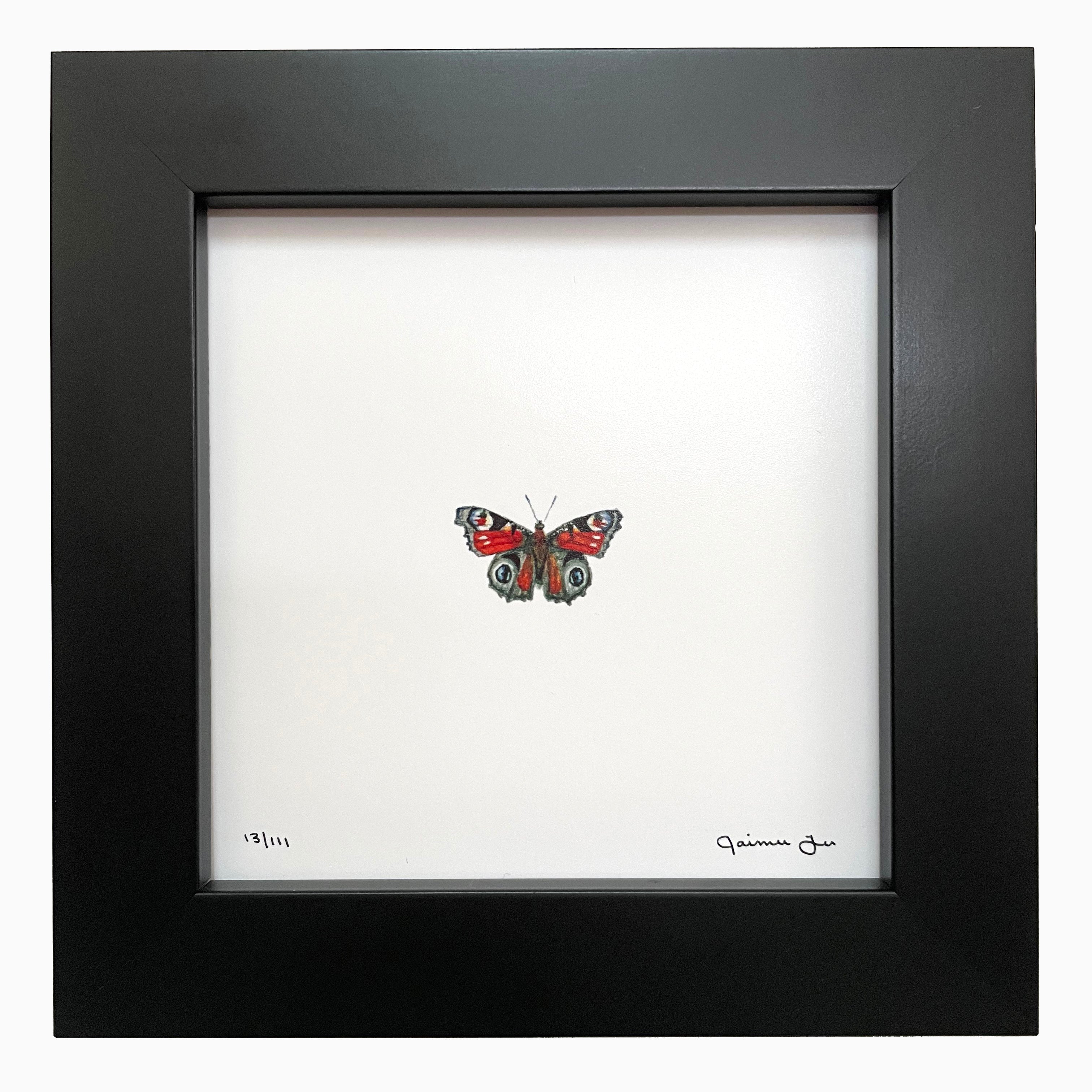 Peacock Butterfly