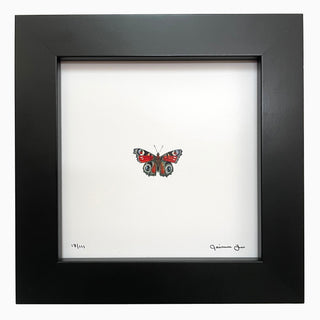 Peacock Butterfly