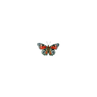 Peacock Butterfly