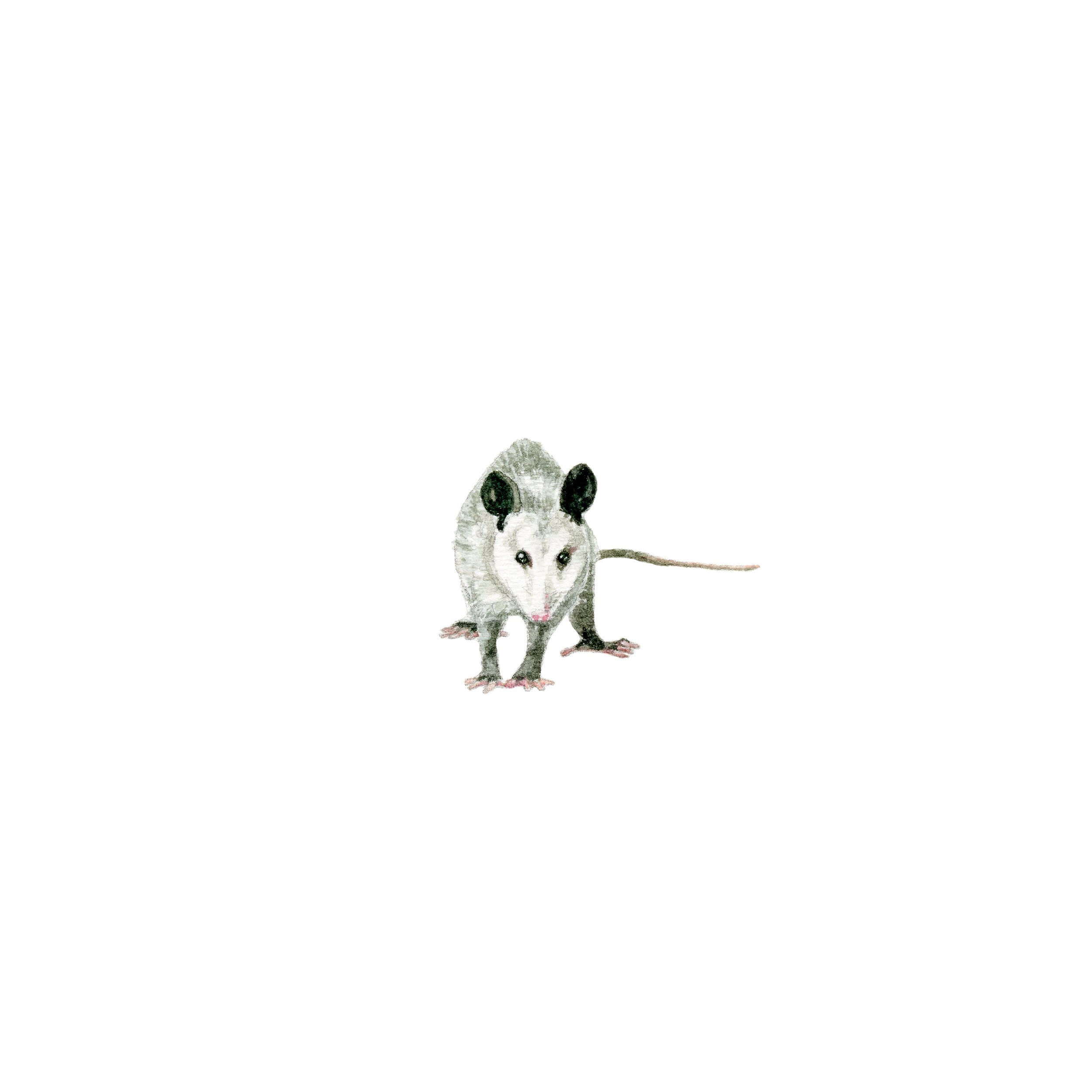 Poppy