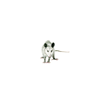 Poppy