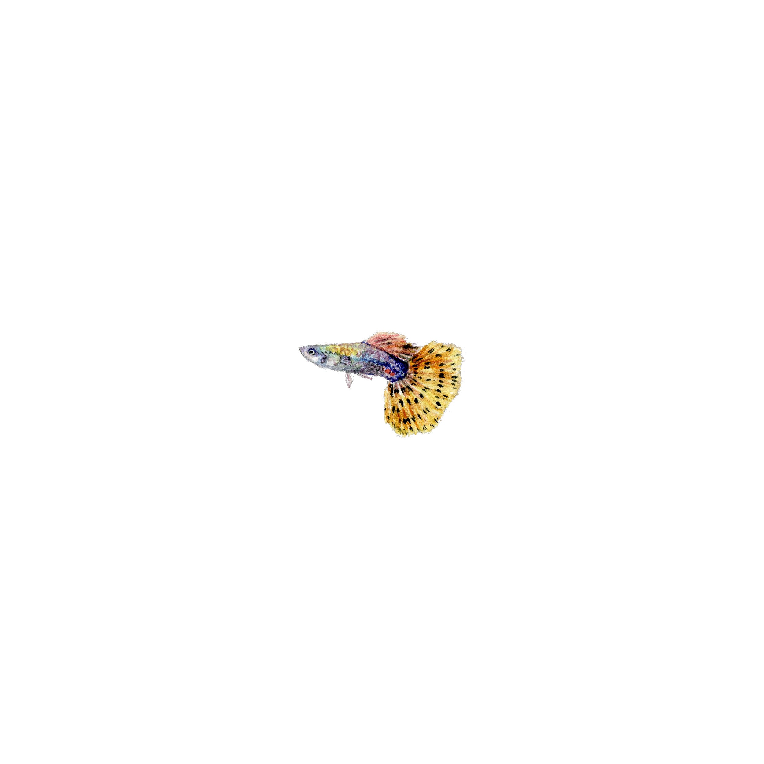 Samaki