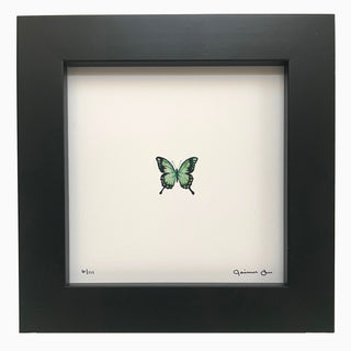 Swallowtail