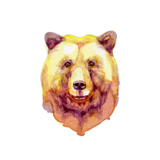 The Bear Behind The Curtain