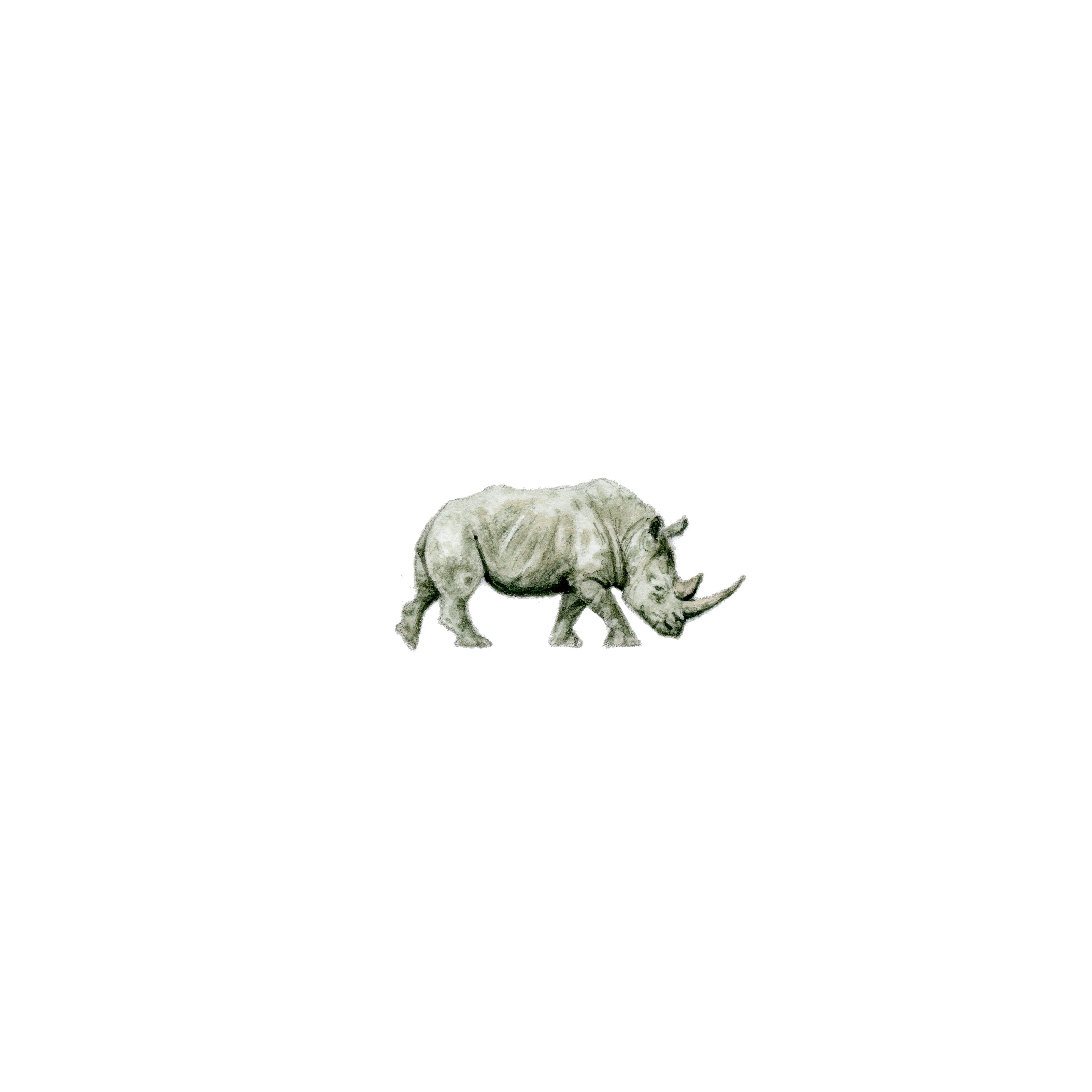 Tinoceros