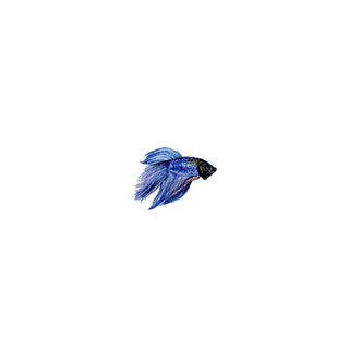 Zabibu